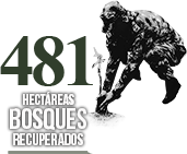 Efectividad Hectáreas Bosques Recuperados Hectáreas Bosques Recuperados